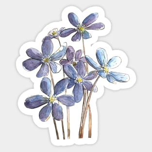 Hepatica Flowers Watercolor Painting Sticker